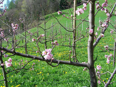 sadjarstvo cepljenje