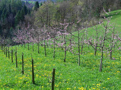 sadjarstvo obrezovanje