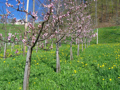 sadjarstvo požlahtnjevanje