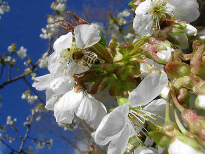 sadjarstvo priprava zemljišč